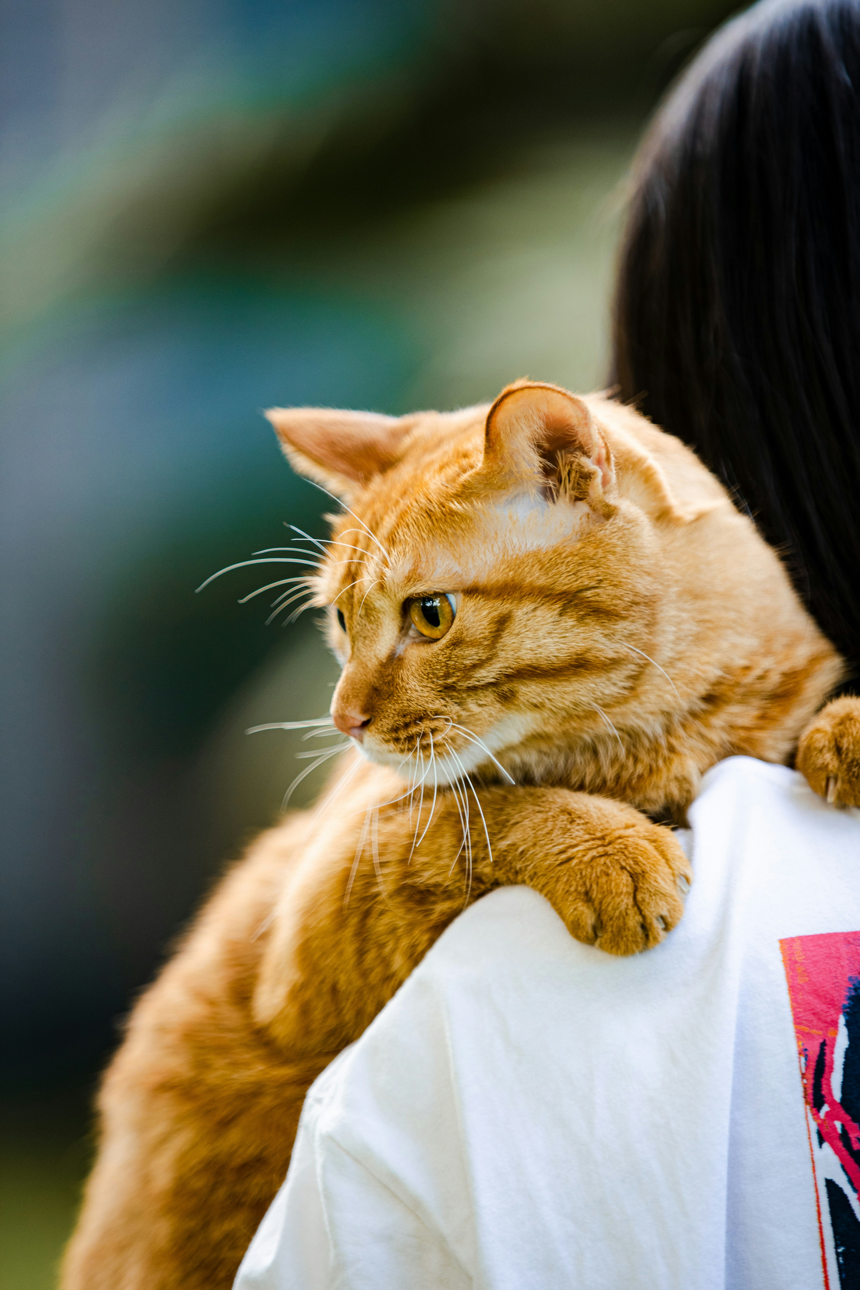 Celebrity pet photographer Grace Chon on taking ...