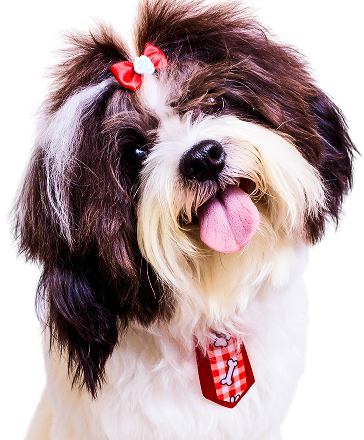Established & Trusted Pet Care Service