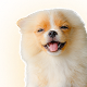 Pet Health