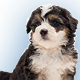 Pet care