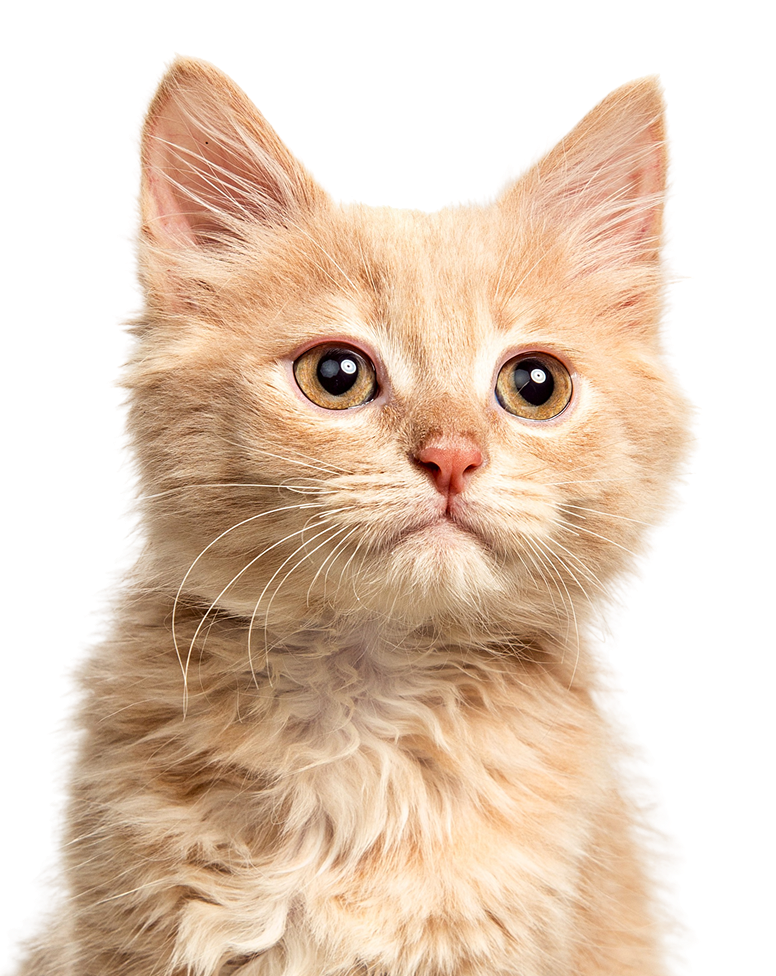 Established & Trusted Pet Care Service